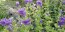 Salvia 'Blue Monday' Seeds (Certified Organic)
