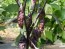 Hot Pepper 'Redgum Tiger MAMP x Chocolate Nagabrains' Seeds (Certified Organic)