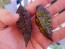 Hot Pepper 'Redgum Tiger MAMP x Chocolate Nagabrains' Seeds (Certified Organic)