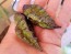 Hot Pepper 'Redgum Tiger MAMP x Chocolate Nagabrains' Seeds (Certified Organic)