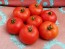 Tomato 'Norduke' 