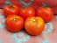 Tomato 'Costoluto Fiorentino' Plant (4" Pot, single)