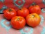 Tomato 'Costoluto Fiorentino' Plant (4" Pot, single)