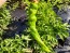 Hot Pepper ‘Hangjiao (HJ8) Total Eclipse Space Chili’ Seeds (Certified Organic)