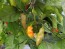 Hot Pepper ‘Black Ghost (Bhut Jolokia x Pimenta de Neyde)' Seeds (Certified Organic)