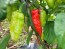 Hot Pepper ‘Black Ghost (Bhut Jolokia x Pimenta de Neyde)' Seeds (Certified Organic)