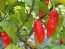 Hot Pepper ‘Black Ghost (Bhut Jolokia x Pimenta de Neyde)' Seeds (Certified Organic)