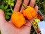 Hot Pepper 'Yellow Carolina Reaper' AKA ‘Reaper Moruga Yellow' Seeds (Certified Organic)