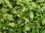 Wild Spinach AKA Lamb's Quarters Seeds (Certified Organic)