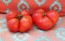 Tomato 'Aunt Lou's Underground Railroad' Seeds (Certified Organic)