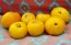 Tomato 'Lillian's Yellow Heirloom'