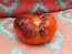 Tomato 'Dark Galaxy' 