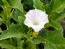 Datura ferox AKA Devil’s Trumpet - Fierce Thorn Apple Seeds (Certified Organic)