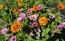 Zinnia 'Fruit Smoothie Mix' Seeds (Certified Organic)