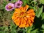 Zinnia 'Orange Fruit Smoothie' Seeds (Certified Organic)