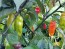 Hot Pepper ‘Black Ghost (Bhut Jolokia x Pimenta de Neyde)' Seeds (Certified Organic)