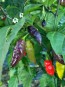 Hot Pepper ‘Black Ghost (Bhut Jolokia x Pimenta de Neyde)' Seeds (Certified Organic)