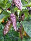 Hot Pepper ‘Black Ghost (Bhut Jolokia x Pimenta de Neyde)' Seeds (Certified Organic)