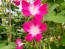 Morning Glory 'Split Personality' Seeds (Certified Organic)