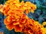 French Marigold 'Queen Sophia' Seeds (Certified Organic)