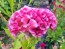 Cockscomb, Pink and White Mix Seeds (Certified Organic)