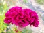 Cockscomb, Pink and White Mix Seeds (Certified Organic)