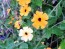 Black-Eyed Susan Vine Mix Seeds (Certified Organic)