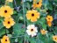 Black-Eyed Susan Vine Mix Seeds (Certified Organic)