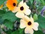 Black-Eyed Susan Vine Mix Seeds (Certified Organic)