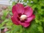 Red/Pink Rose of Sharon Seeds (Certified Organic)