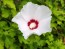 White/Red Rose of Sharon Seeds (Certified Organic)