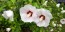 White/Red Rose of Sharon Seeds (Certified Organic)