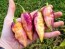 Hot Pepper ‘7 Pot Bubblegum (BBG7) Dream' Seeds (Certified Organic)