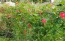 Red Cardinal Climber Morning Glory 