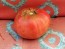 Tomato 'Flathead Monster Pink' Seeds (Certified Organic)