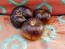 Tomato 'Lucid Gem' 