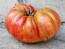 Tomato 'Pink Jazz'