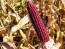 Flint Corn 'Japonica Striped' Seeds (Certified Organic)