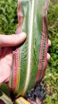 Flint Corn 'Japonica Striped' Seeds (Certified Organic)