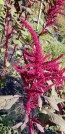 Amaranth 'Red Garnet' Seeds (Certified Organic)