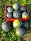 Watermelon 'Blacktail Mountain' Seeds (Certified Organic)