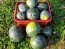 Watermelon 'Blacktail Mountain' Seeds (Certified Organic)