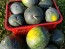 Watermelon 'Blacktail Mountain' Seeds (Certified Organic)