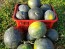 Watermelon 'Blacktail Mountain' Seeds (Certified Organic)