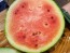 Watermelon 'Blacktail Mountain' Seeds (Certified Organic)