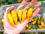 Hot Pepper ‘Chupetinho JXL Yellow' Seeds (Certified Organic)
