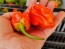 Hot Pepper 'Tiger Teeth x 7 Pot Bubblegum (BBG7)' Seeds (Certified Organic)