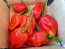 Hot Pepper 'Tiger Teeth x 7 Pot Bubblegum (BBG7)' Seeds (Certified Organic)