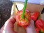 Hot Pepper 'Tiger Teeth x 7 Pot Bubblegum (BBG7)' Seeds (Certified Organic)