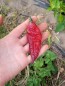 Hot Pepper 'Redgum Tiger MAMP x Chocolate Nagabrains' Seeds (Certified Organic)